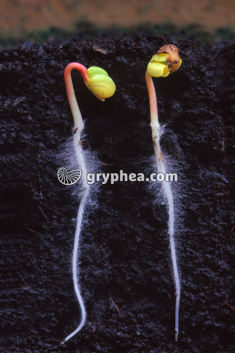 Germination de graines de radis - gryphea.com